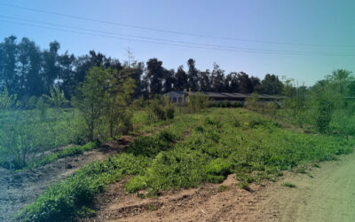 Eerste agroforestry-boerderij – Egypte